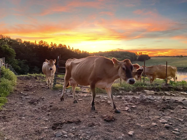 WilsonRanch Cows 1 768x576