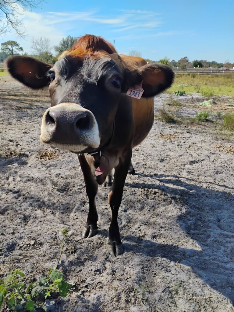 uddersandmore cow2 768x1020
