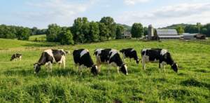 5 Proven Facts: What is Raw Milk and Why It’s Safe