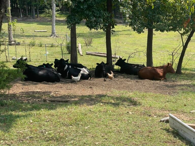 Broken S Farm LLC 768x576