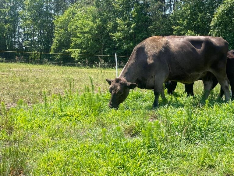 HIS Farm LLC 768x576