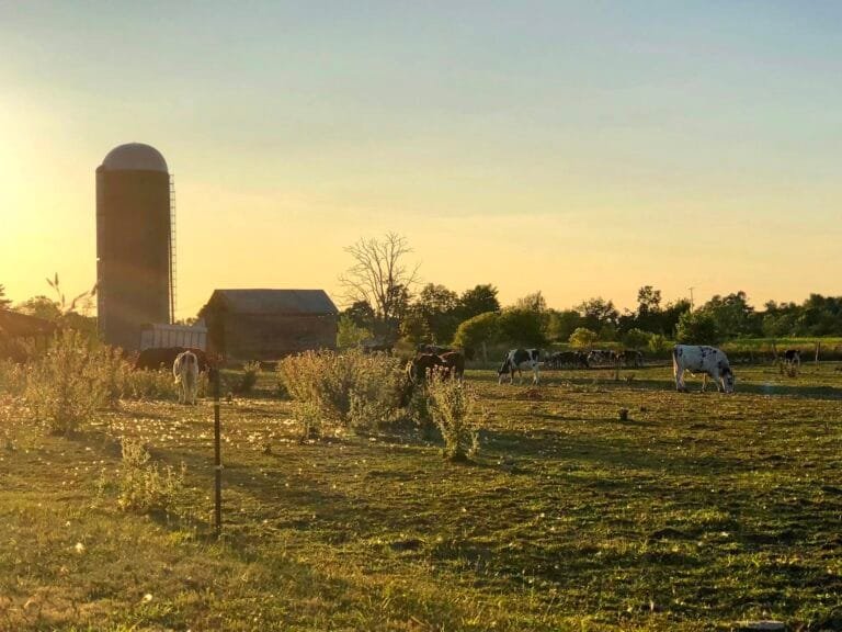 deford homestead llc pasture 768x576