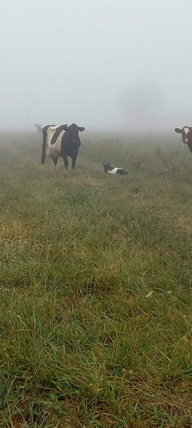 foggy cow